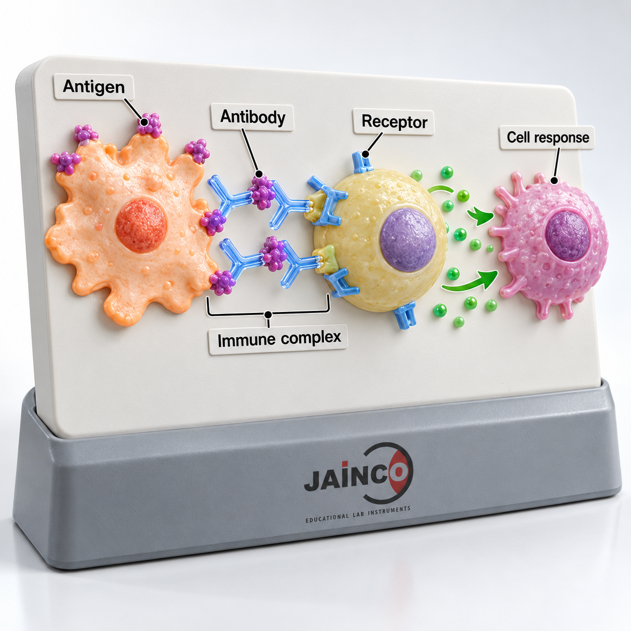 Immunological Techniques Model